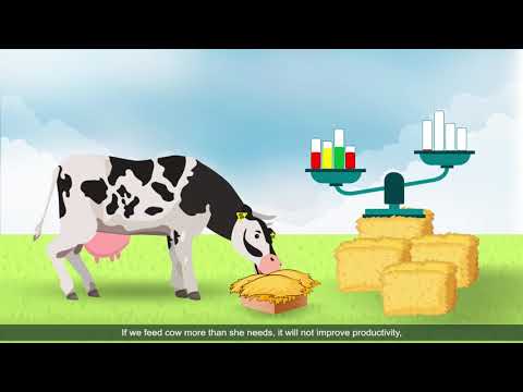 პირუტყვის კვება და პროგრამა რაც-იოლი / Cattle feeding and program Rac-Ioli